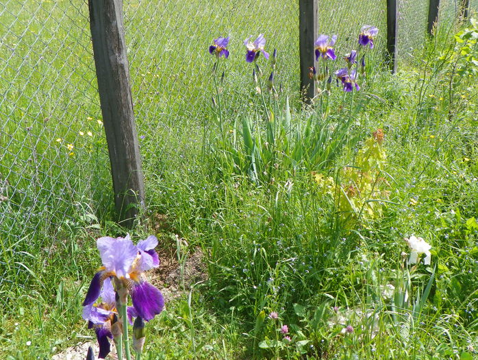 Lent a Williamson - z-Dobarland 2015