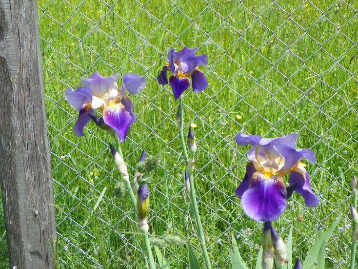 Lent a Williamson - z-Dobarland 2015