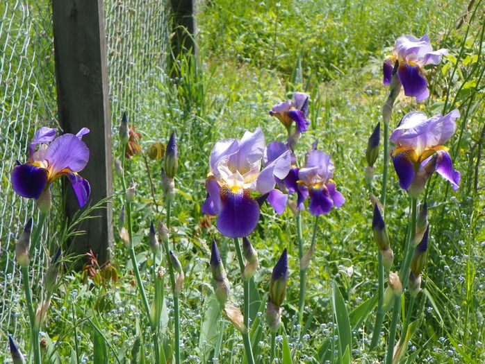 Lent a Williamson - z-Dobarland 2015