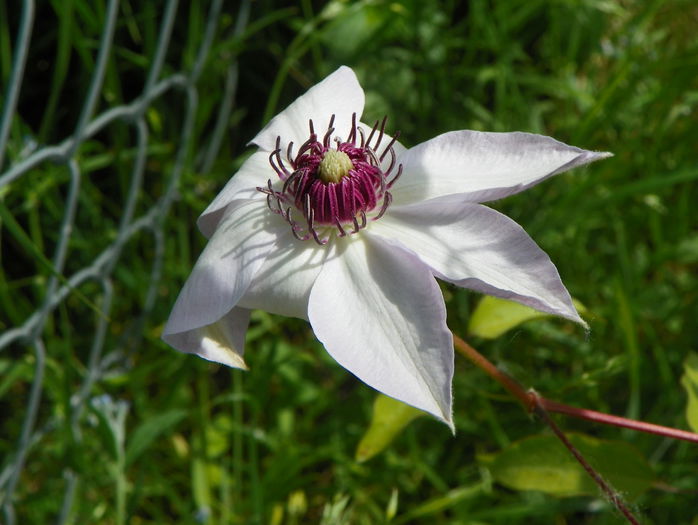 Miss Bateman - z-Dobarland 2015