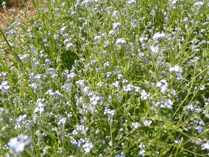 24 mai 079 - z-Dobarland 2015