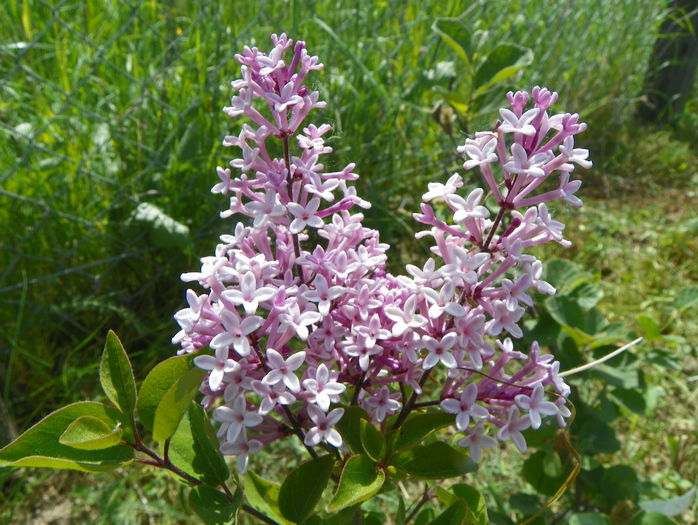syringa Josee - z-Dobarland 2015