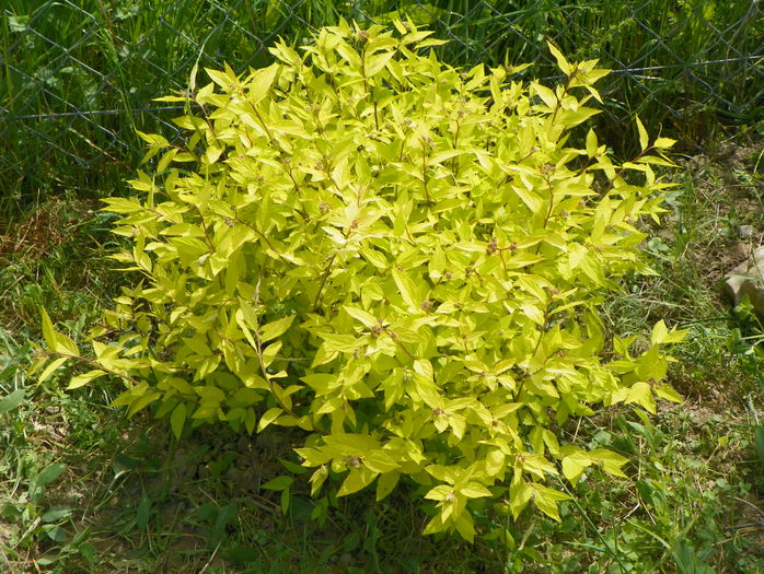 spiraea Golden Princess - z-Dobarland 2015