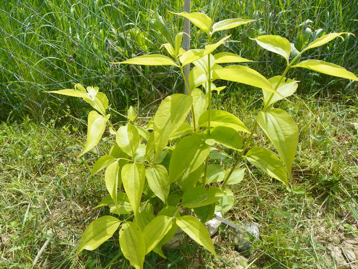 heptacodium miconioides - z-Dobarland 2015