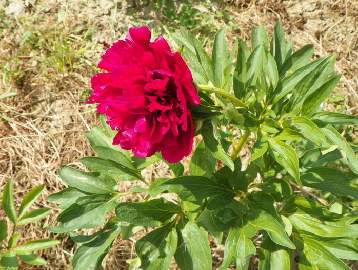 Rubra plena - z-Dobarland 2015