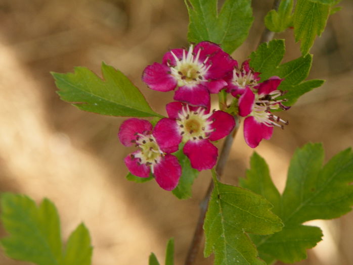 crataegus Punicea - z-Dobarland 2015