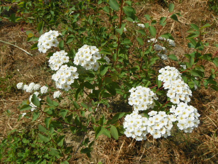 spiraea vanhouttei - z-Dobarland 2015