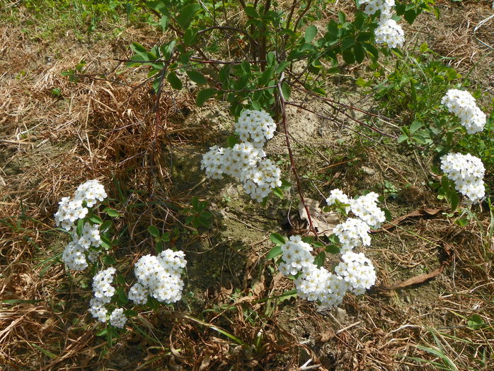 spiraea vanhouttei - z-Dobarland 2015