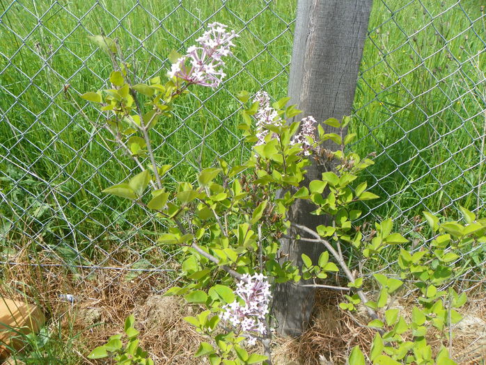 syringa superba - z-Dobarland 2015