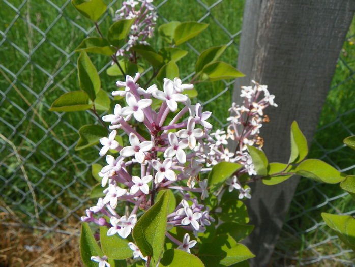 syringa superba - z-Dobarland 2015