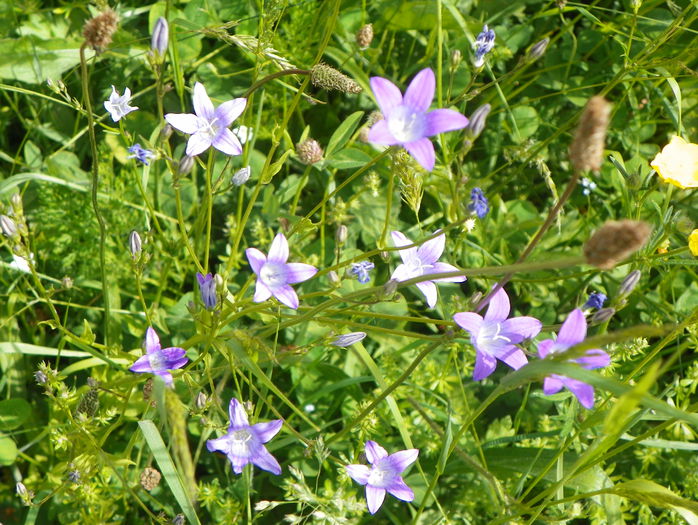 campanula patula - z-Dobarland 2015