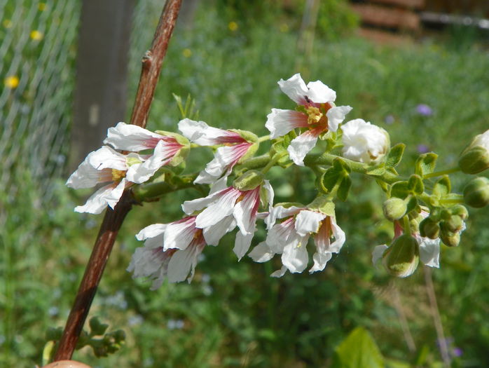 xanthoceras sorbifolium - z-Dobarland 2015