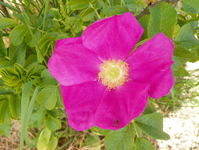rosa rugosa rubra - Trandafiri 2015