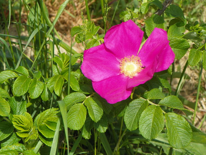 rosa rugosa rubra