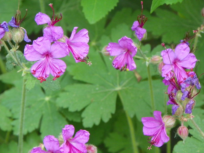 cantabrigiense Karmina - Geranium 2015