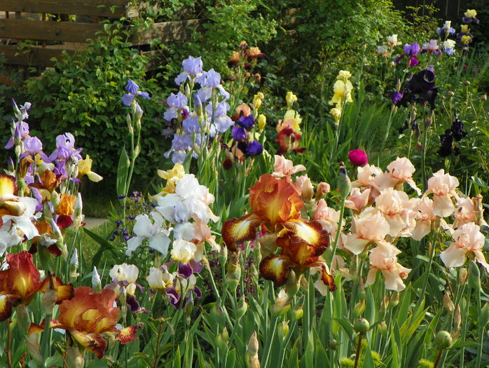 25 mai 006