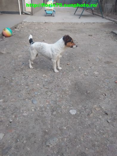 Mini catelusa Jack Russel - Cainii mei