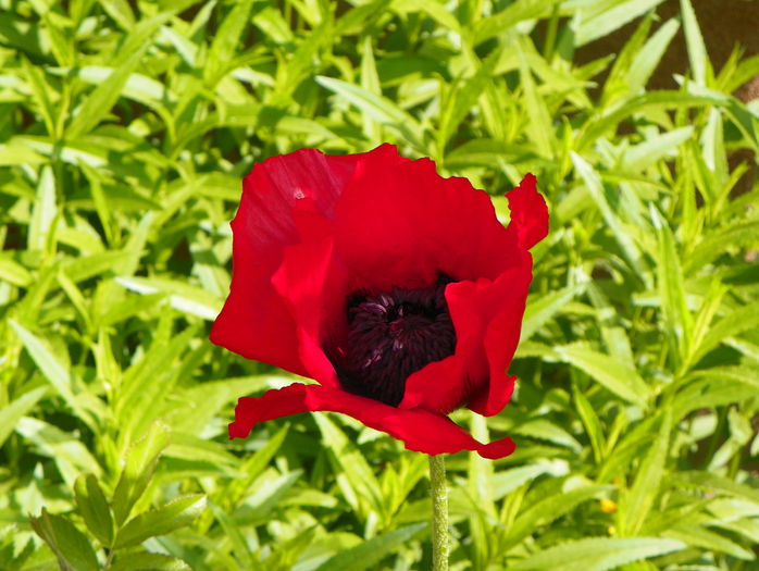 papaver or. Brillant - Primavara 2015