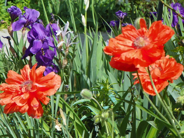 papaver orientale - Primavara 2015