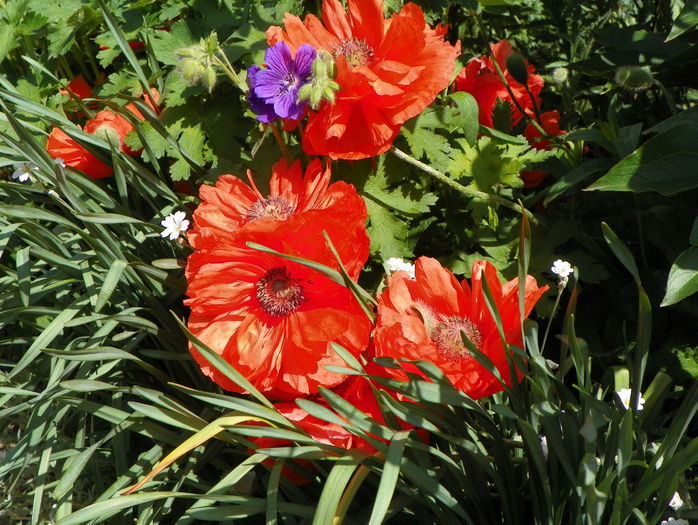 papaver orientale - Primavara 2015