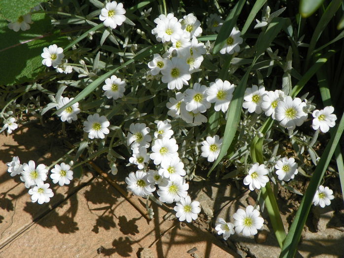 cerastium tomentosum - Primavara 2015