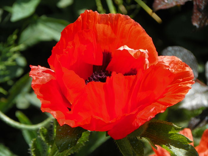 papaver or. Allegro - Primavara 2015