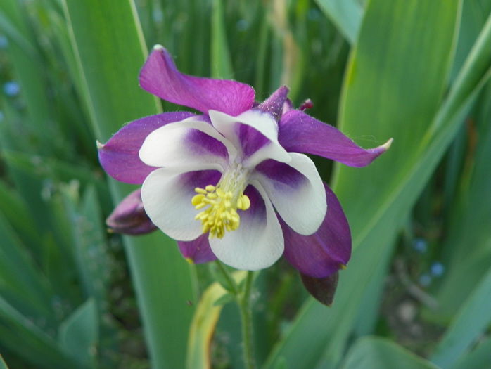 aquilegia Biedermeier - Primavara 2015