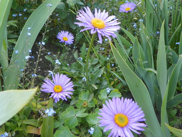 aster Happy End - Primavara 2015