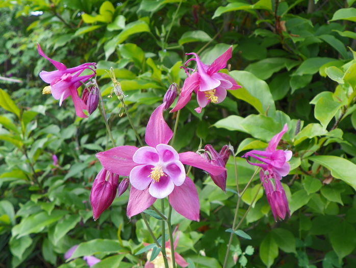 25 mai 047 - Primavara 2015