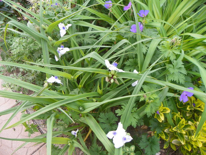 tradescantia Osprey - Primavara 2015