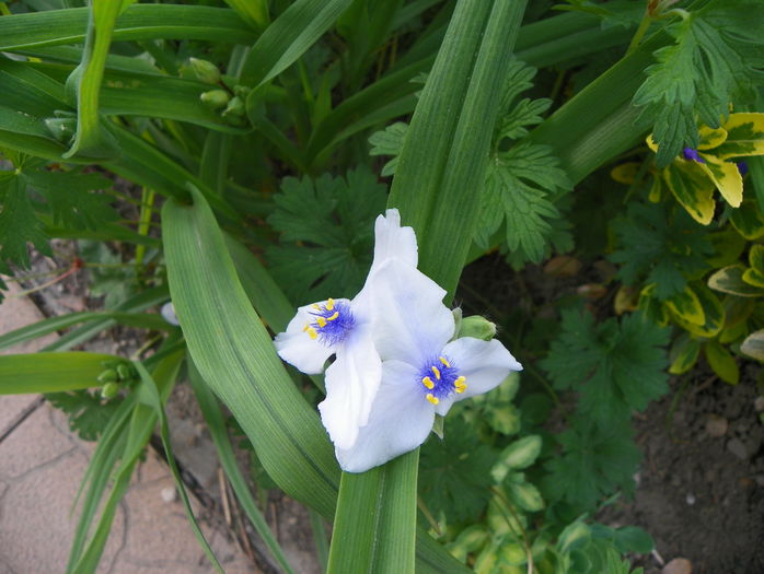 tradescantia Osprey - Primavara 2015