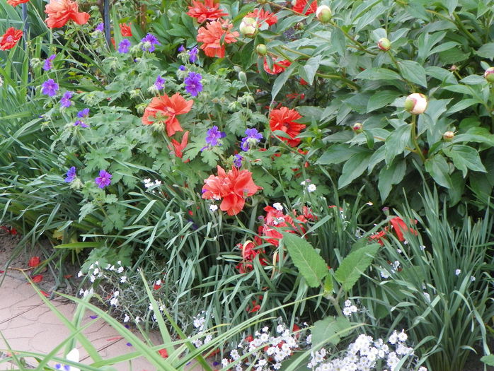 papaver orientale si geranium magnificum - Primavara 2015