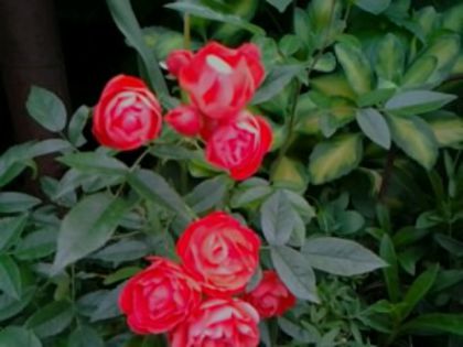 Piccolino - Trandafirii din gradina