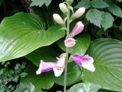hosta si dege%u0163el - alte flori 2