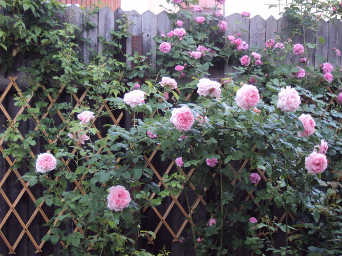 DSC07270