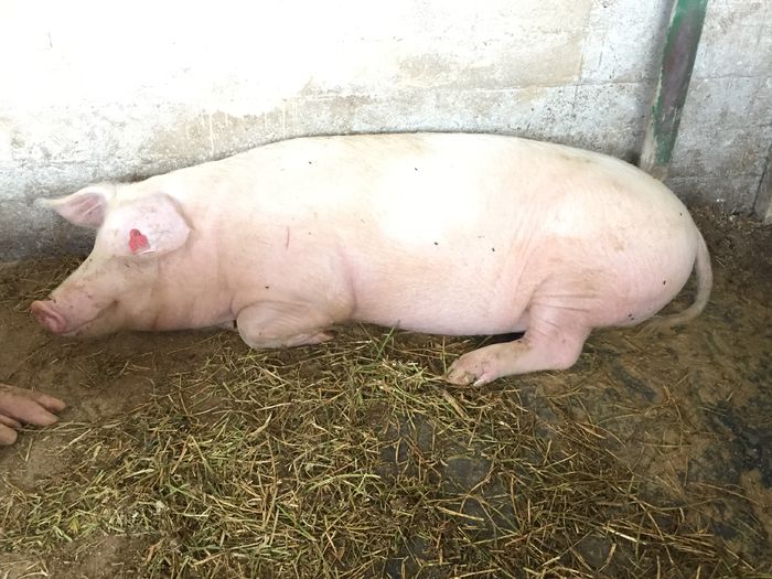 IMG_2232 - Porci - Pietrean - Duroc - Marele alb - Mangalita