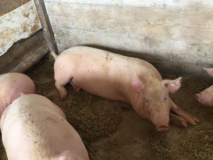 IMG_2233 - Porci - Pietrean - Duroc - Marele alb - Mangalita