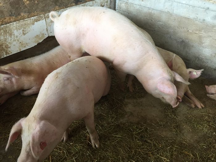 IMG_2235 - Porci - Pietrean - Duroc - Marele alb - Mangalita