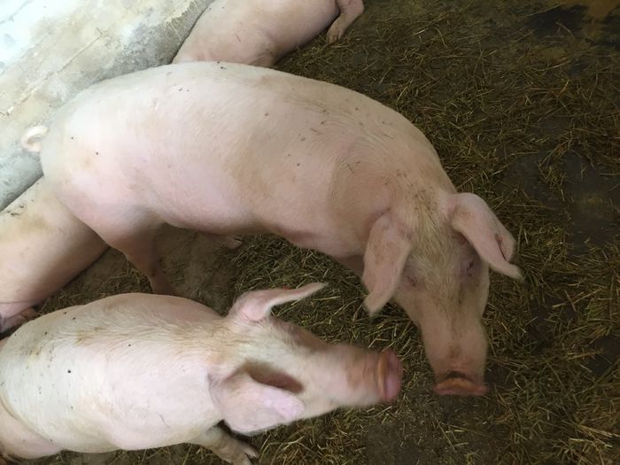 IMG_2236 - Porci - Pietrean - Duroc - Marele alb - Mangalita