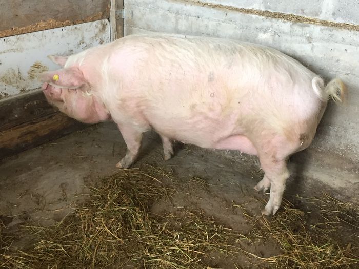 IMG_2241 - Porci - Pietrean - Duroc - Marele alb - Mangalita