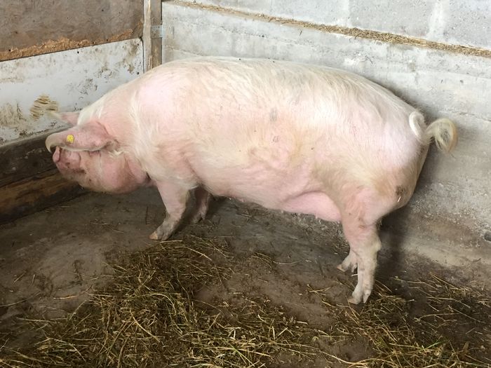 IMG_2242 - Porci - Pietrean - Duroc - Marele alb - Mangalita
