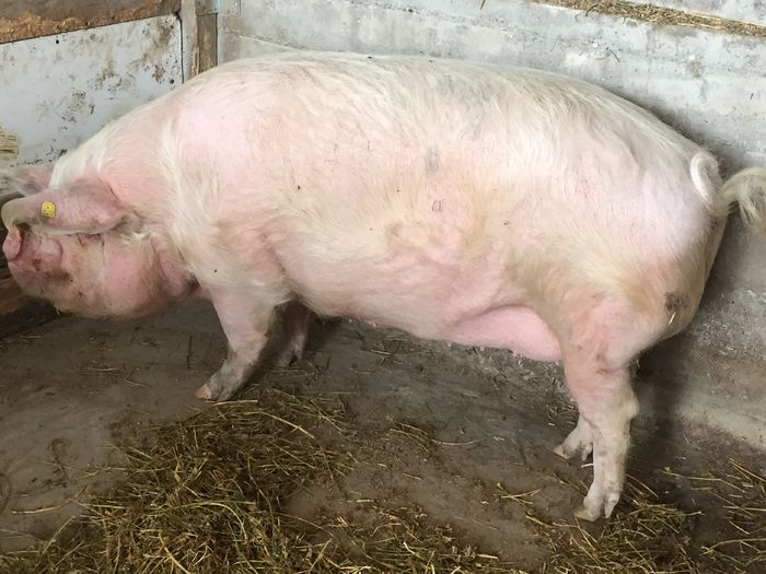 IMG_2243 - Porci - Pietrean - Duroc - Marele alb - Mangalita