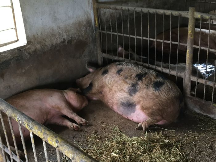 IMG_2249 - Porci - Pietrean - Duroc - Marele alb - Mangalita