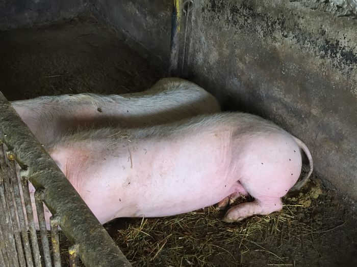 IMG_2251 - Porci - Pietrean - Duroc - Marele alb - Mangalita