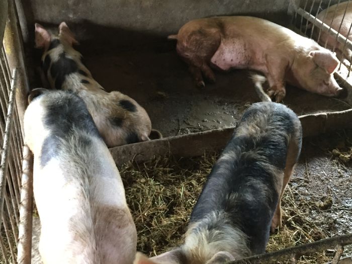 IMG_2252 - Porci - Pietrean - Duroc - Marele alb - Mangalita