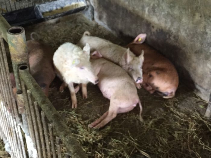 IMG_2253 - Porci - Pietrean - Duroc - Marele alb - Mangalita