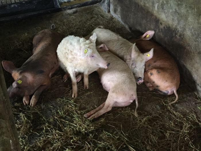 IMG_2255 - Porci - Pietrean - Duroc - Marele alb - Mangalita
