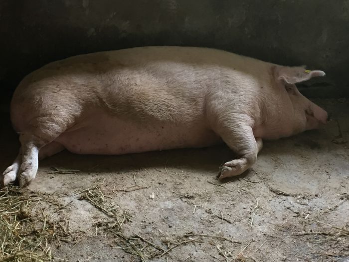 IMG_2256 - Porci - Pietrean - Duroc - Marele alb - Mangalita