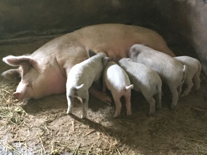 IMG_2258 - Porci - Pietrean - Duroc - Marele alb - Mangalita