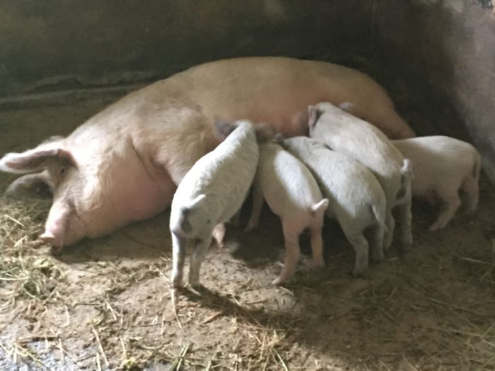 IMG_2260 - Porci - Pietrean - Duroc - Marele alb - Mangalita